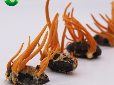东北特产蛹虫草产地批发蛹虫体虫草花带虫体蛹体草量大价优代发图3