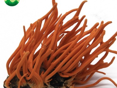 东北特产蛹虫草产地批发蛹虫体虫草花带虫体蛹体草量大价优代发图4