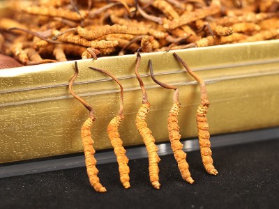云丝栈品牌溯源冬虫夏草 西藏那曲虫草冻干虫草认证 招商加盟代发图2