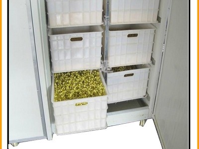 大型豆芽机商用绿豆豆芽机 黄豆芽机 全自动发豆芽机生豆芽机图2