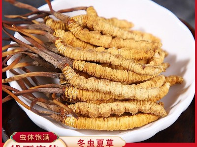 冬虫夏草批发虫草批发藏区虫草无断条冬虫夏草西藏挑选虫草图3