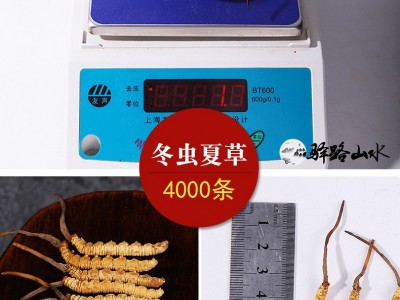 冬虫夏草批发虫草批发藏区虫草无断条冬虫夏草西藏挑选虫草图5