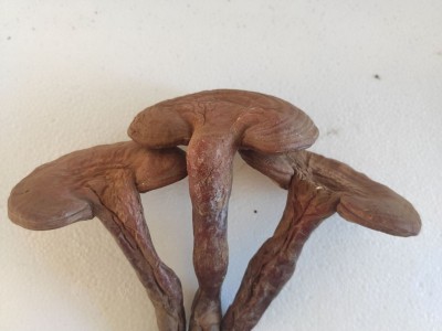 长白山灵芝东北特产赤灵芝椴木灵芝一件代发泡酒送礼吉林直发图5