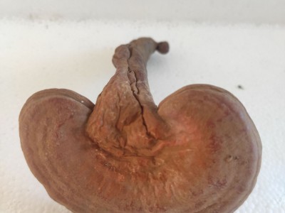长白山灵芝东北特产赤灵芝椴木灵芝一件代发泡酒送礼吉林直发图4