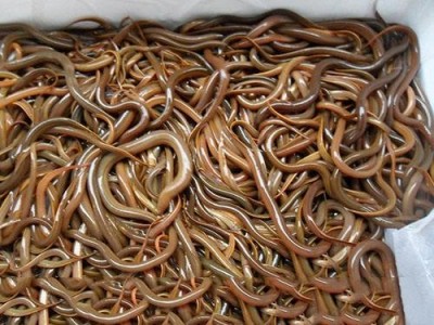 【产地热销】正大九号黄鳝苗 花鳝苗 大量现货 价格优惠图1