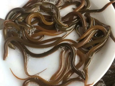 【产地热销】正大九号黄鳝苗 花鳝苗 大量现货 价格优惠图4