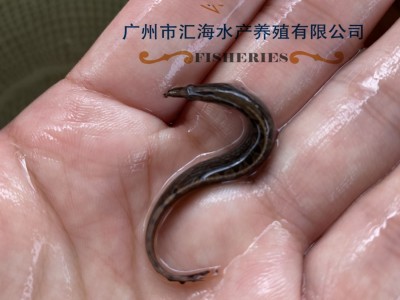 厂家直销中华刺鳅鱼苗 辣稚鱼苗活体供应 全国发货图2