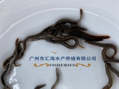 厂家直销中华刺鳅鱼苗 辣稚鱼苗活体供应 全国发货图3
