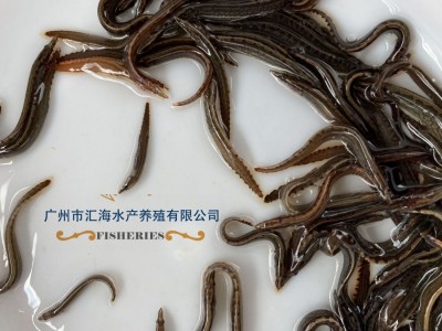 厂家直销中华刺鳅鱼苗 辣稚鱼苗活体供应 全国发货图4
