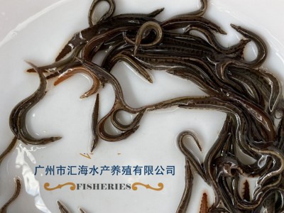厂家直销中华刺鳅鱼苗 辣稚鱼苗活体供应 全国发货图5