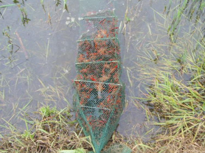 今年龙虾苗价格现在龙虾苗及认购今日龙虾苗价格基地直发包成活率图2