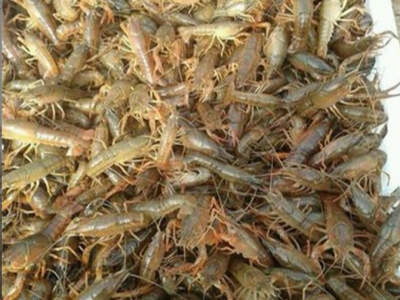 今年龙虾苗价格现在龙虾苗及认购今日龙虾苗价格基地直发包成活率图4