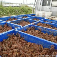 今年龙虾苗价格现在龙虾苗及认购今日龙虾苗价格基地直发包成活率