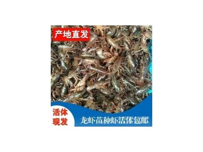 全国发货优质小龙虾 龙虾苗如何养殖 龙虾苗哪种好图4