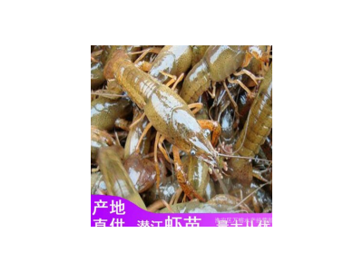 批发虾苗优质大青虾苗批发价格优惠虾苗养殖技术图5