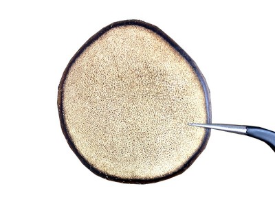 鹿茸片 东北特产梅花鹿鹿茸黄粉片厂家批发现货泡酒煲汤营养滋补图5