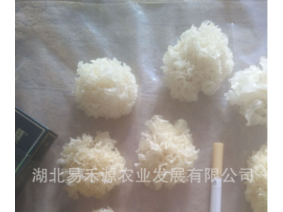 椴木银耳白木耳 雪耳 自有基地寻代理分销3-4公分量大从优图2