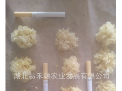 椴木银耳白木耳 雪耳 自有基地寻代理分销3-4公分量大从优图4