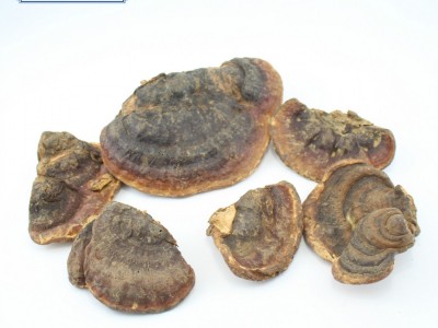 野生无柄赤芝 灵芝批发 红缘层孔菌 可切片 2吨现货 产地直销图2