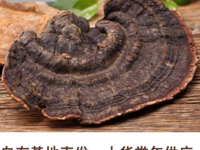 野生无柄赤芝 灵芝批发 红缘层孔菌 可切片 2吨现货 产地直销图1
