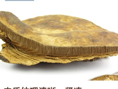 野生无柄赤芝 灵芝批发 红缘层孔菌 可切片 2吨现货 产地直销图5