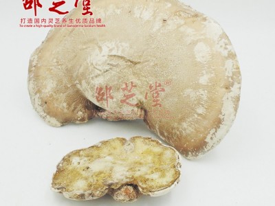 东北野外生长灵芝白灵芝白剥管菌菌藻类玉芝500克林中灵瑶草图3