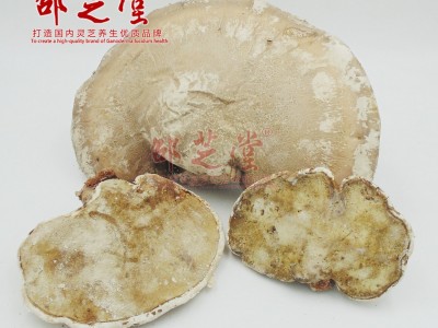 东北野外生长灵芝白灵芝白剥管菌菌藻类玉芝500克林中灵瑶草图2