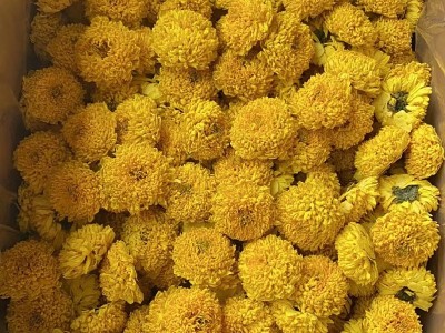 厂家供应徽州皇菊婺源皇菊金丝皇菊高山菊花茶 散货批发 量大从优图3