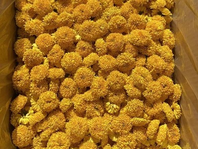 厂家供应徽州皇菊婺源皇菊金丝皇菊高山菊花茶 散货批发 量大从优图2