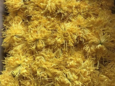 22 新花厂家供应 金丝皇菊 菊花茶 一朵一杯 大黄菊 散货批发图4