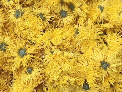 22 新花厂家供应 金丝皇菊 菊花茶 一朵一杯 大黄菊 散货批发图2