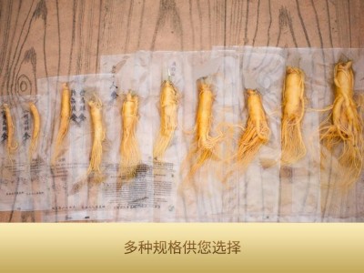 【保鲜人参】东北特产长白山人参批发泡酒煲汤厂家直销规格齐全图5