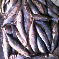 供应饲料鱼冻鯷鱼 晴天烂 海杂鱼 冷冻海产品海鲜 质优价宜