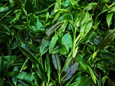 红茶野茶批发千家寨云南普洱茶红茶2023头春古树花果香荒野古树茶图3