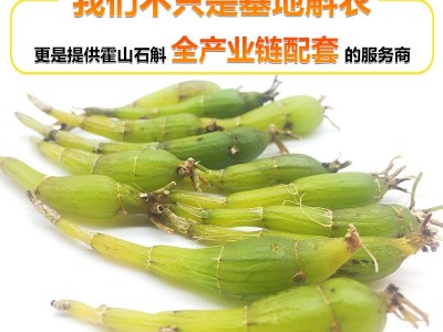 供应霍山米斛鲜条 干条原料霍山石斛鲜条 批发石斛霍山米斛鲜条图3