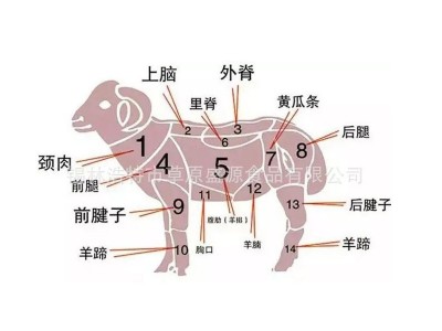 元宝肉羊肉卷内蒙古锡盟草原新鲜羔食材厂家批发羊肉图5