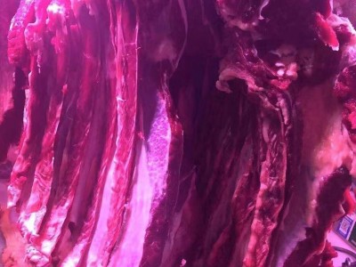 内蒙古直供批发新鲜牛腿肉牛肉散养黄牛烧烤火锅牛肉一件代发图4