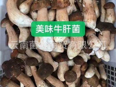 新鲜白牛肝菌一级蘑菇山珍黑黄云南特产菇鲜野生美味牛肝图2
