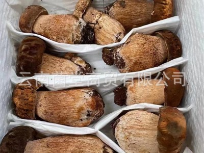 新鲜白牛肝菌一级蘑菇山珍黑黄云南特产菇鲜野生美味牛肝图3