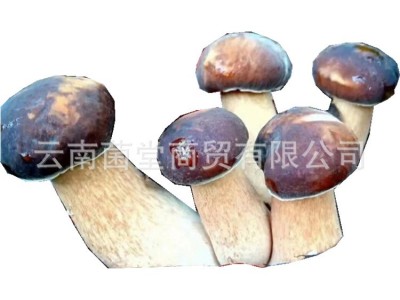 新鲜白牛肝菌一级蘑菇山珍黑黄云南特产菇鲜野生美味牛肝图5