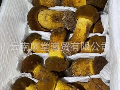 牛肝菌野生云南特产黄葱黄牛肝菌香菇菌蘑菇煲汤野生新鲜牛肝菌图2