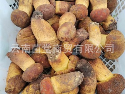 牛肝菌野生云南特产黄葱黄牛肝菌香菇菌蘑菇煲汤野生新鲜牛肝菌图4