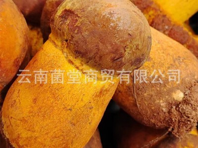 牛肝菌野生云南特产黄葱黄牛肝菌香菇菌蘑菇煲汤野生新鲜牛肝菌图3