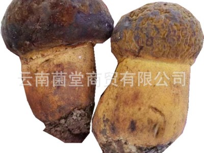 牛肝菌野生云南特产黄葱黄牛肝菌香菇菌蘑菇煲汤野生新鲜牛肝菌图5