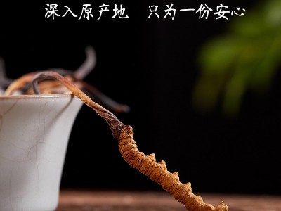 西藏那曲虫草 新鲜冬虫草 冬虫夏草可食用 新货虫草礼盒装批发图4