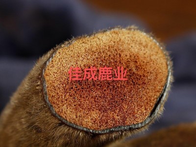东北特产养殖干鹿茸段 可供药厂原料图2
