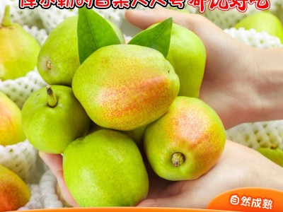 新疆库尔勒香梨5/8斤精选新鲜梨子现摘现发整箱批发一件代发图4