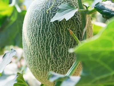 新疆哈密瓜吐鲁番特级西州蜜25号当季新鲜水果甜瓜整箱顺丰包邮图4