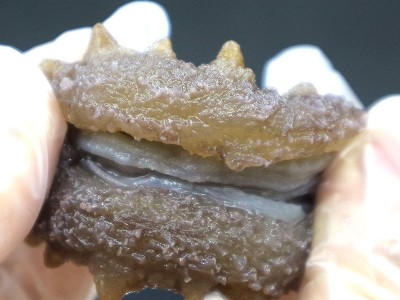 大连即食海参刺参单个小包装高档礼盒正品辽参500g一斤装冰冻速发图3