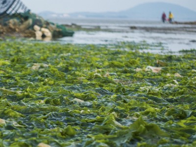 大连特产中卷M裙带菜 自然泡发螺旋藻 批发海藻海木耳干货50g图3